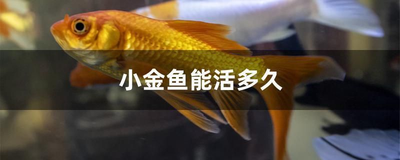 小金魚能活多久（小金魚可以活2-3年，有的甚至能活10年以上）