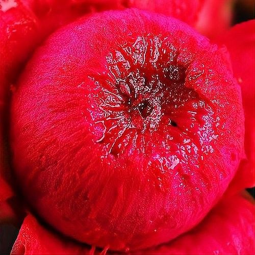 紅龍配色在時尚界有哪些應用（樂高與《龍與地下城》聯名的紅龍傳說套裝21348龍與地下城）