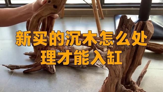 沉木如何處理才能放入魚缸