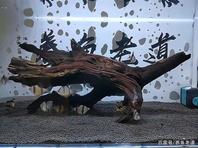 沉木如何處理才能放入魚缸