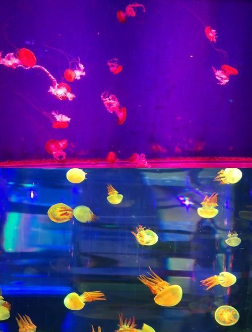 如何聯系昆明的水族協會？