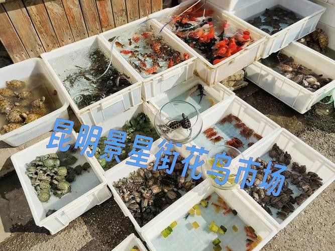 如何聯系<strong><mark>昆明</mark></strong>的水族協會？
