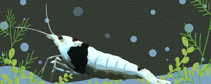 河蝦在魚缸里能繁殖嗎河蝦怎么繁殖（關于河蝦繁殖的一些小技巧）