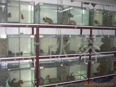 濮陽觀賞魚批發(fā)市場（濮陽市觀賞魚批發(fā)市場） 濮陽觀賞魚批發(fā)市場（濮陽市觀賞魚批發(fā)市場） 觀賞魚百科 第3張