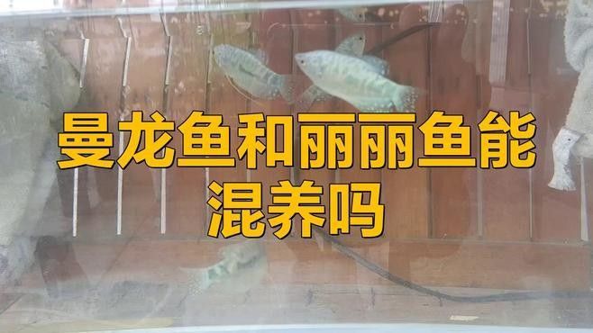 麗麗魚和曼龍魚能混養(yǎng)嗎？（麗麗魚和曼龍魚能否混養(yǎng)）