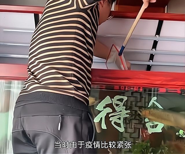 金龍魚被清蒸后，其肉質如何（金龍魚清蒸后的肉質變化）