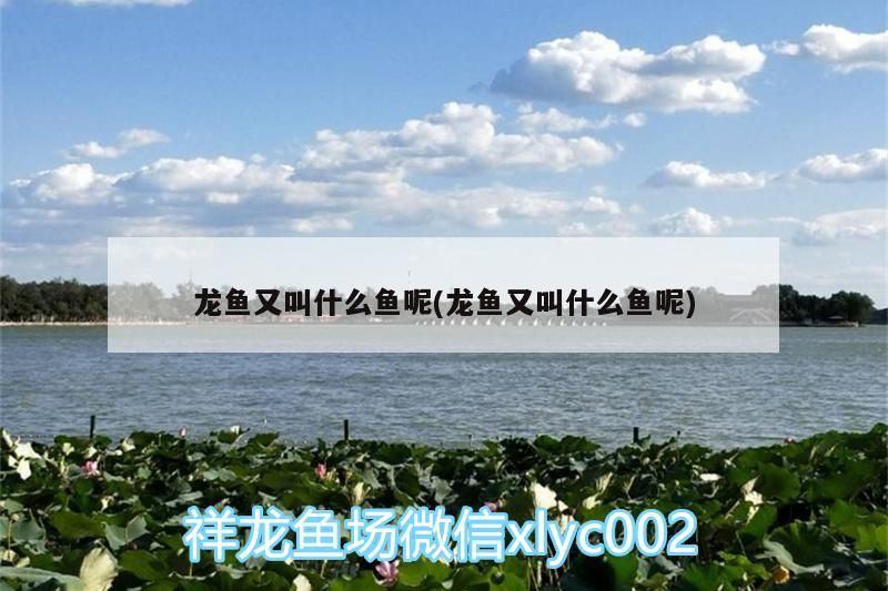 龍魚又叫什么魚呢(龍魚又叫什么魚呢)（龍魚又叫什么魚）