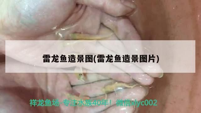 雷龍魚造景圖(雷龍魚造景圖片)（雷龍魚造景圖）
