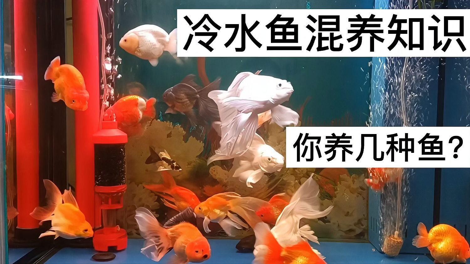 混養時如何控制密度？（如何有效控制動物混養密度） 混養時如何控制密度？（如何有效控制動物混養密度） 龍魚百科 第2張