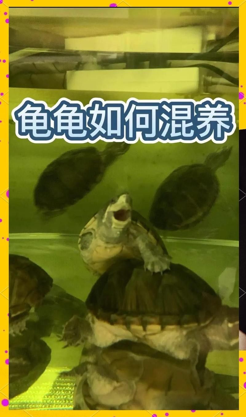 混養時如何控制密度？（如何有效控制動物混養密度） 混養時如何控制密度？（如何有效控制動物混養密度） 龍魚百科 第7張