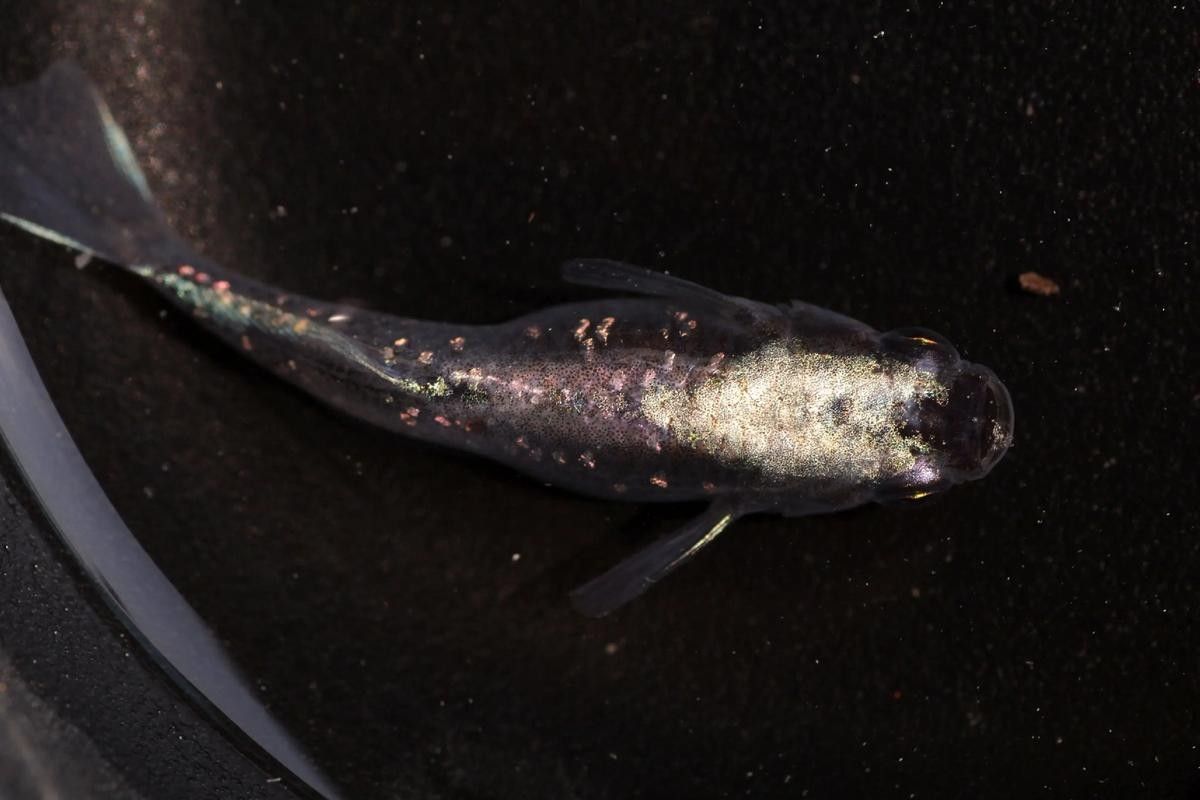白紫龍魚有哪些品種？（白紫龍魚品種繁多，白紫龍魚的品種概述大全）