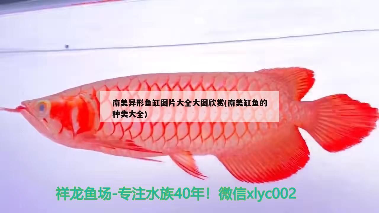 南美異形魚缸圖片大全大圖欣賞(南美缸魚的種類大全)（南美異形魚缸圖片大全）