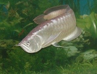 粗線銀板魚和哪些龍魚混養比較安全？（粗線銀板魚與其他龍魚混養的優缺點及注意事項）
