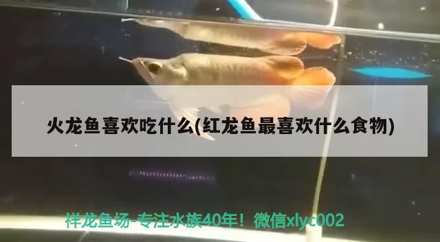 贛州魚缸訂做(南昌專業做魚缸公司)（南昌魚缸制作公司火龍魚喜歡吃什么）