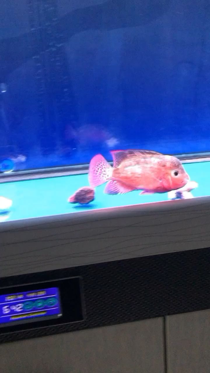 大潤發有魚缸賣嗎多少錢（大潤發有魚缸賣嗎多少錢一條）（大潤發有魚缸賣嗎多少錢）