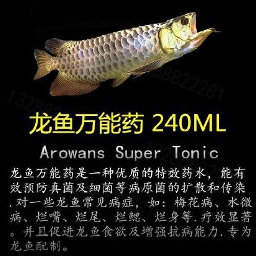 白塔哪個水族館龍魚好？祥龍魚場龍魚（廣州龍魚祥龍魚場·祥龍魚場聊城水族館）