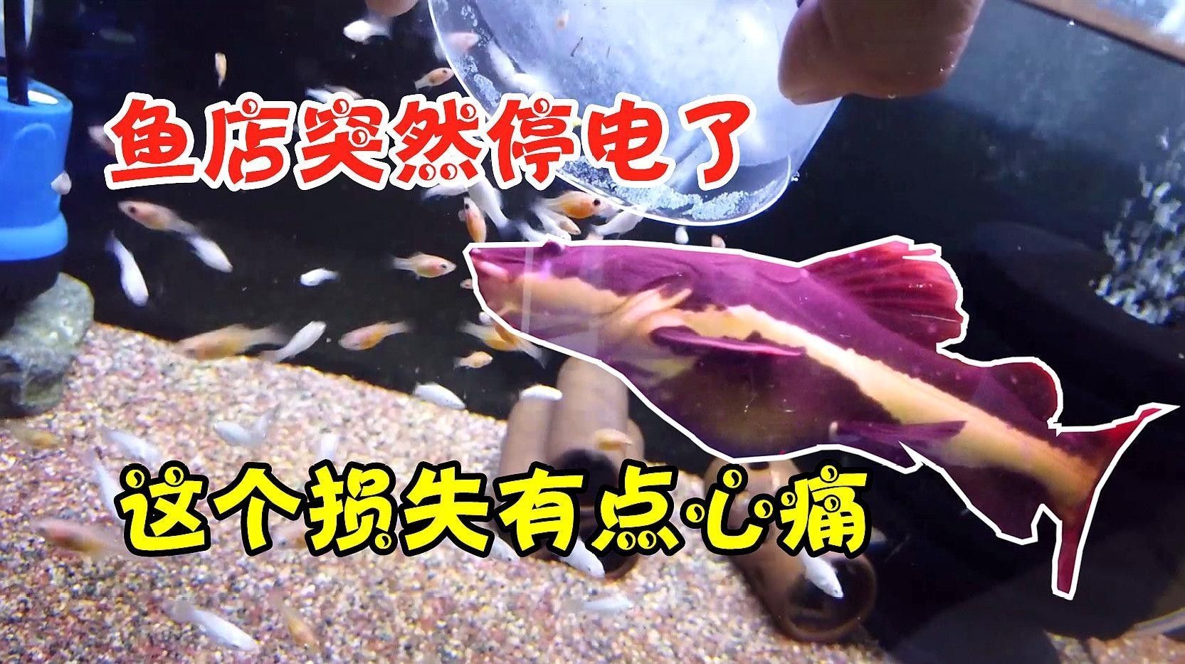 自流井哪個水族館龍魚好？祥龍魚場龍魚（廣州龍魚祥龍魚場祥龍魚場紅龍怎么樣多彩生活小貼士） 自流井哪個水族館龍魚好？祥龍魚場龍魚（廣州龍魚祥龍魚場祥龍魚場紅龍怎么樣多彩生活小貼士） 龍魚百科 第7張