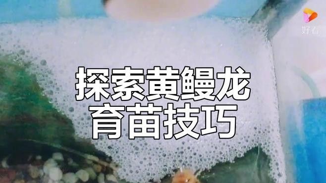 曼龍魚繁殖需要哪些條件（曼龍魚怎么繁殖）