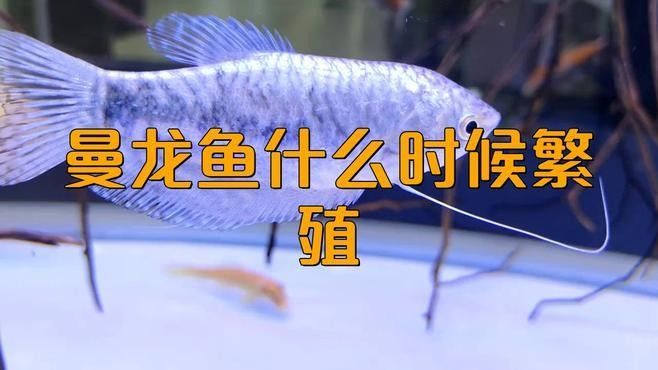 曼龍魚繁殖需要哪些條件（曼龍魚怎么繁殖）