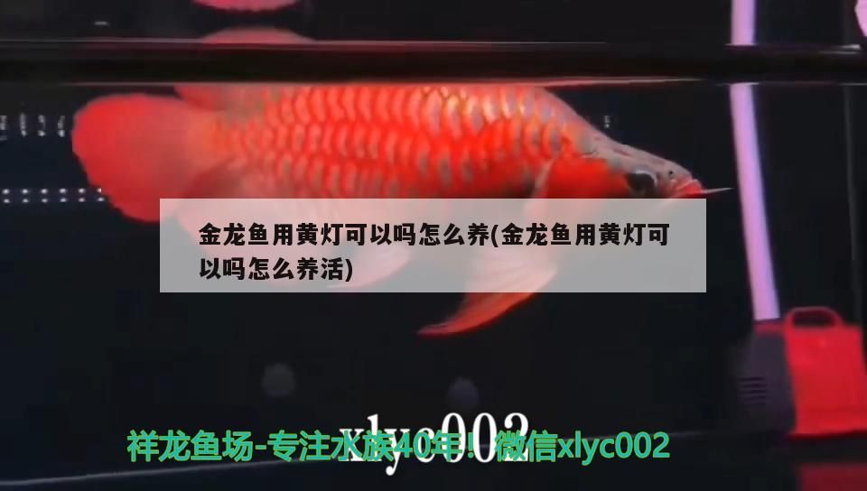 金龍魚用黃燈可以嗎怎么養(金龍魚用黃燈可以嗎怎么養活)（金龍魚用黃燈可以嗎）