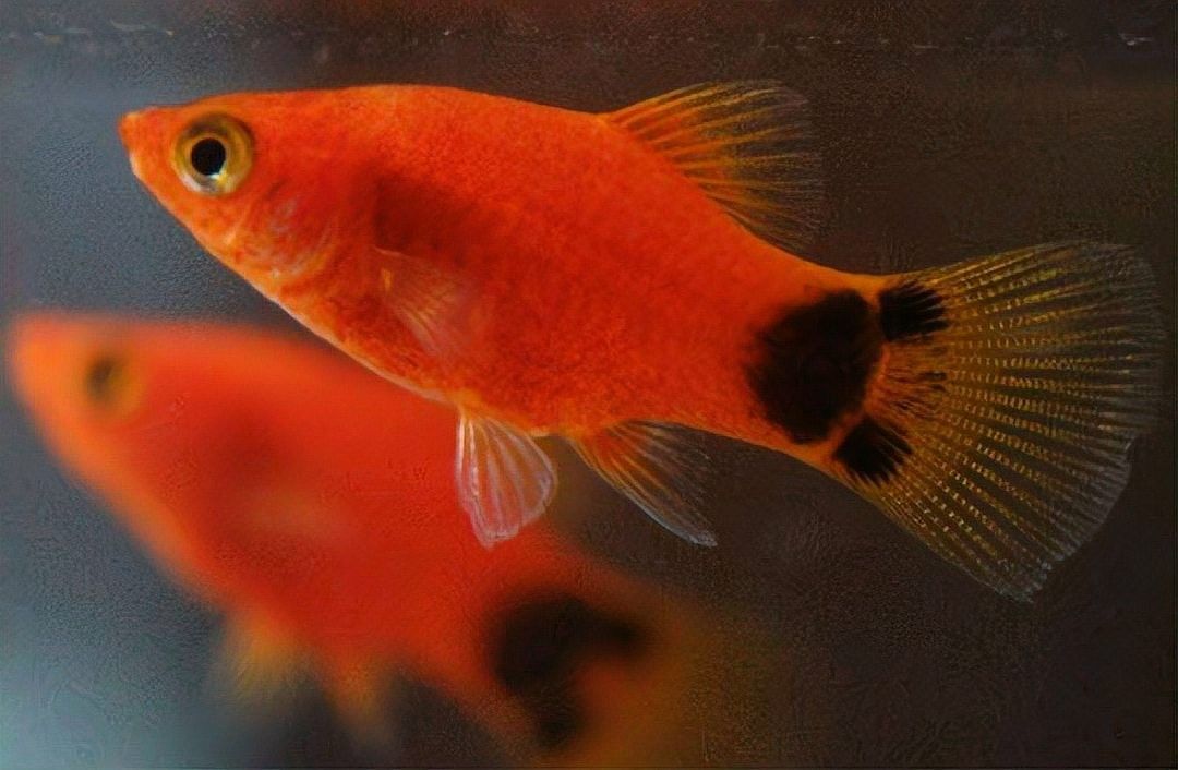 如何判斷龍魚是否適合運(yùn)輸？（如何判斷龍魚是否適合運(yùn)輸） 如何判斷龍魚是否適合運(yùn)輸？（如何判斷龍魚是否適合運(yùn)輸） 龍魚百科 第2張