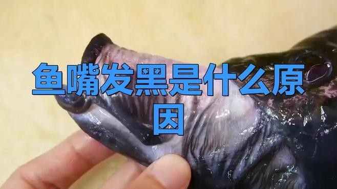 哪些人群不適合飼養(yǎng)雷龍魚，雷龍魚有哪些常見疾病