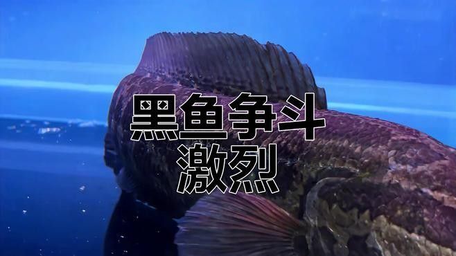 給我一些黑魔神雷龍魚混養成功案例 給我一些黑魔神雷龍魚混養成功案例 龍魚百科 第2張