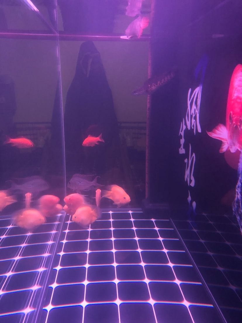 開缸一個月水體突然變得很白濁（開缸一個月水體突然變得很白濁，養魚者需要檢查并分析水質參數）