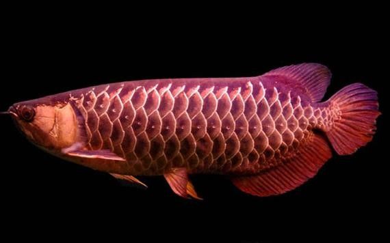 金龍魚發色過程分析圖（龍魚發色過程分析圖）