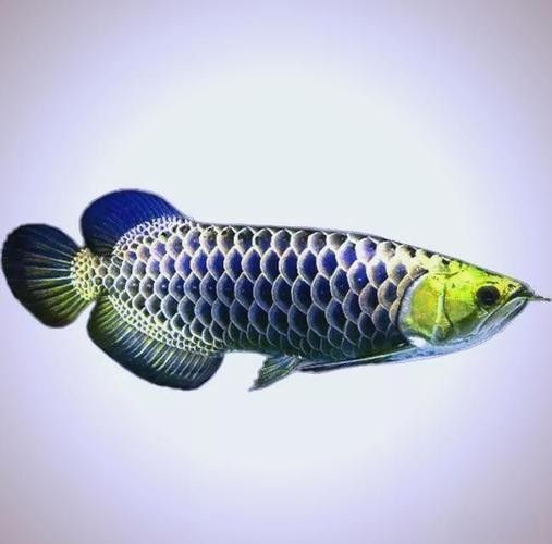 金龍魚發色過程分析圖（龍魚發色過程分析圖）