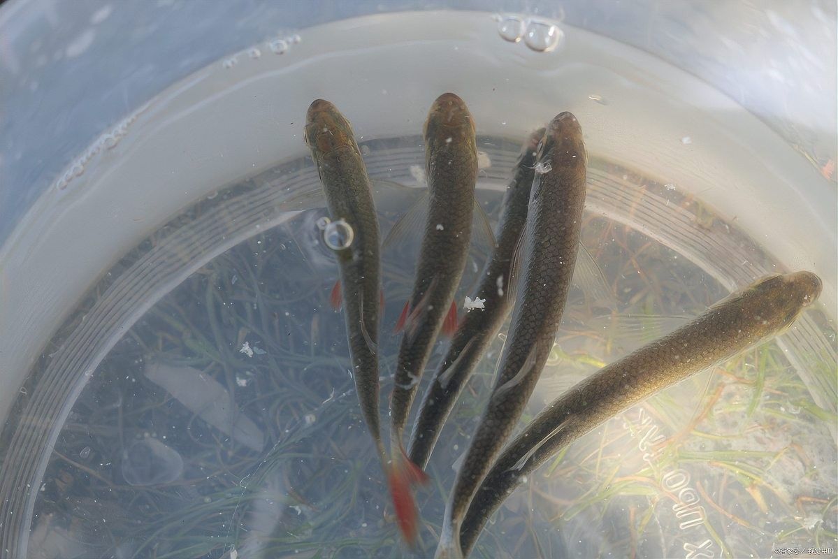 雷龍魚苗多久喂一次（雷龍魚苗多久喂一次易車網,雷龍魚怎么養超全攻略來啦!）