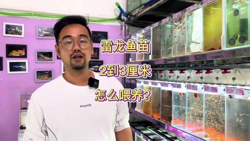 雷龍魚苗多久喂一次（雷龍魚苗多久喂一次易車網,雷龍魚怎么養超全攻略來啦!）