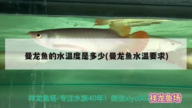 曼龍魚的水溫度是多少(曼龍魚水溫要求)（曼龍魚怎么養）