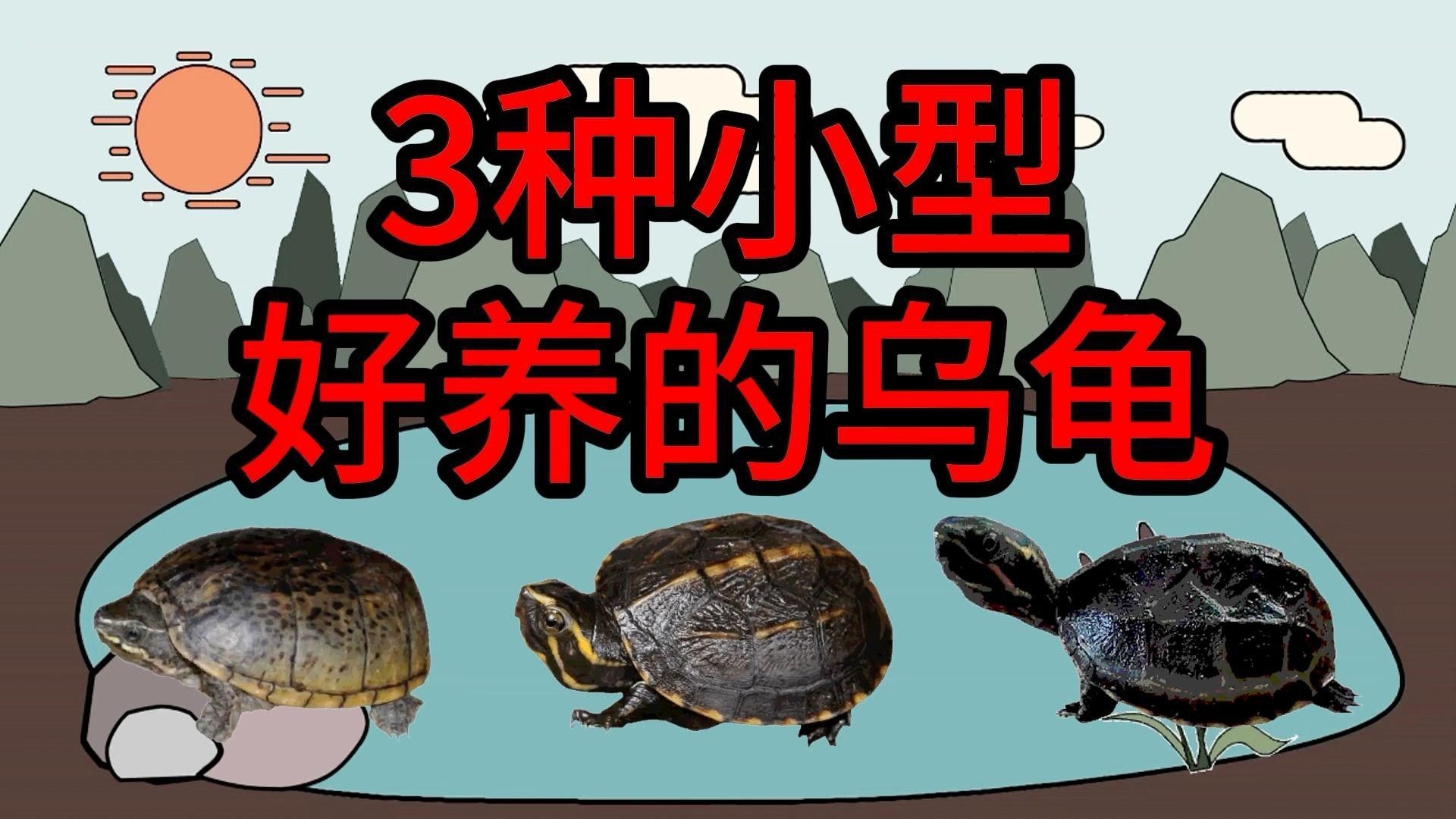 哪些烏龜品種適合家養（新手養烏龜，適合家庭飼養的烏龜品種）