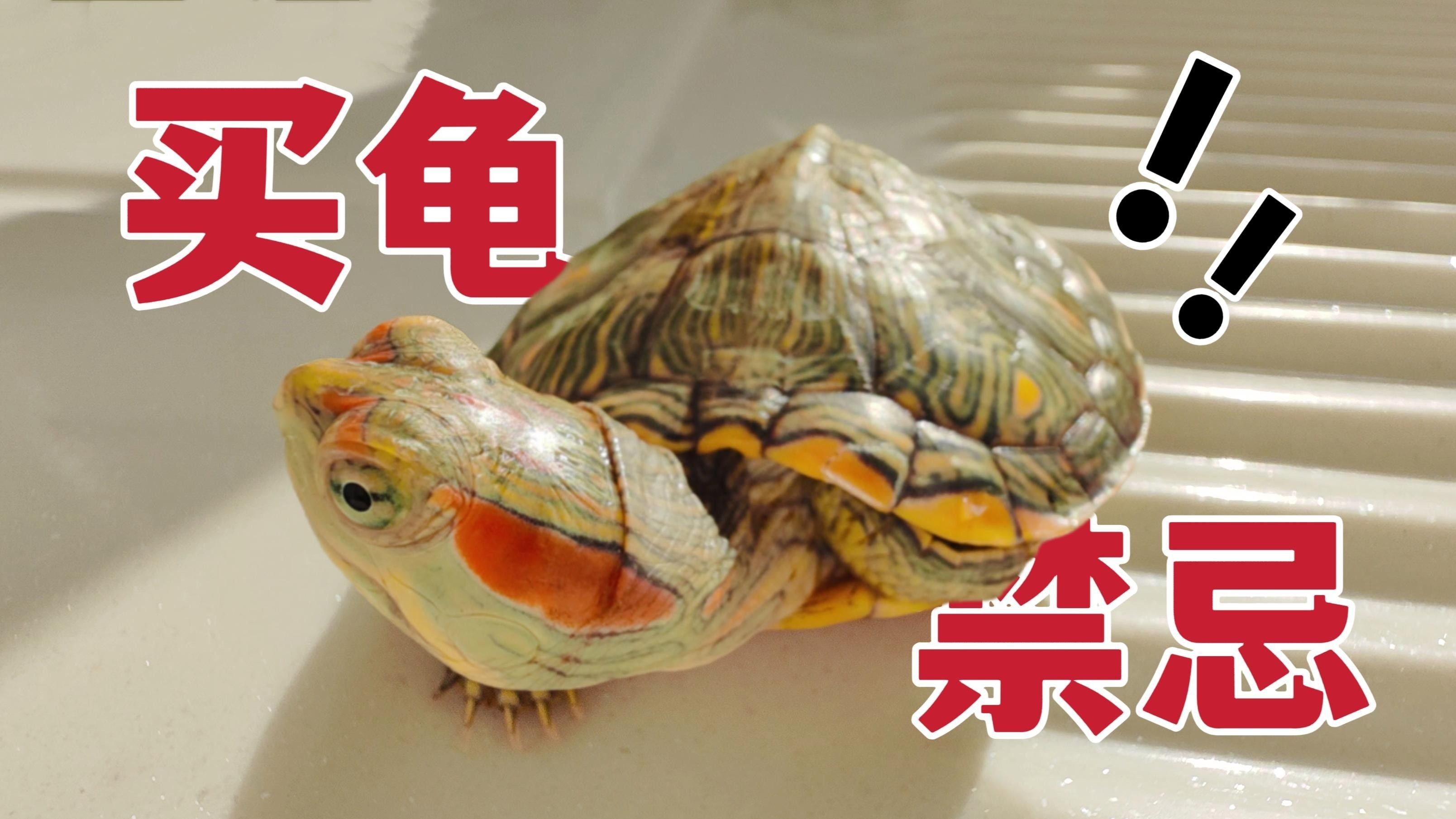 哪些烏龜品種適合家養（新手養烏龜，適合家庭飼養的烏龜品種）