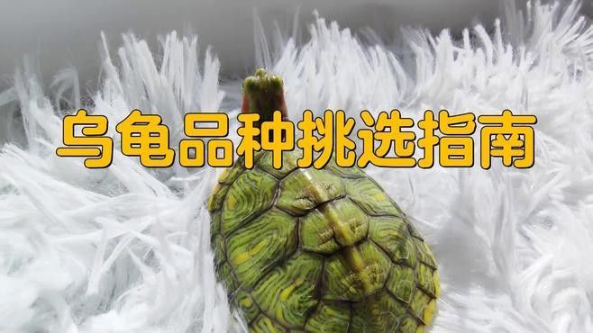 哪些烏龜品種適合家養（新手養烏龜，適合家庭飼養的烏龜品種）