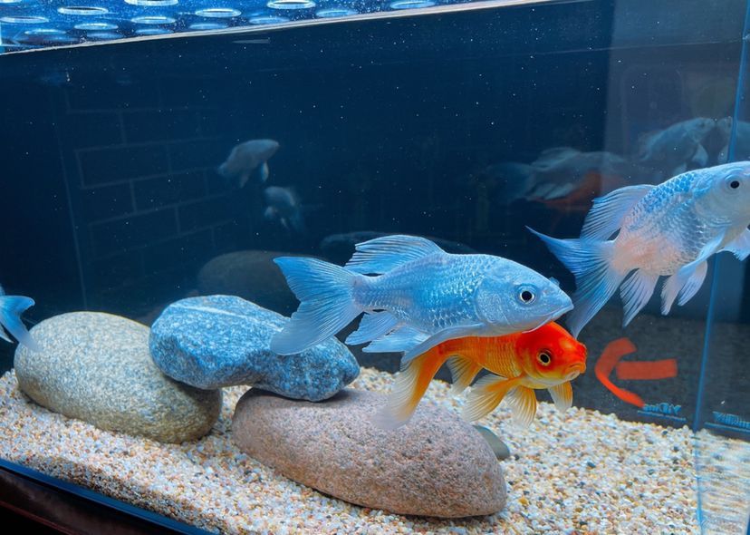 湖州水族館一條小草金的白化路（湖州水族館一條小草金的白化路，半年前給岳父家做的小魚缸）