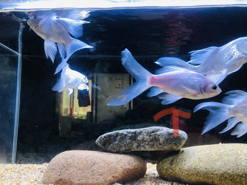 湖州水族館一條小草金的白化路（湖州水族館一條小草金的白化路，半年前給岳父家做的小魚缸）