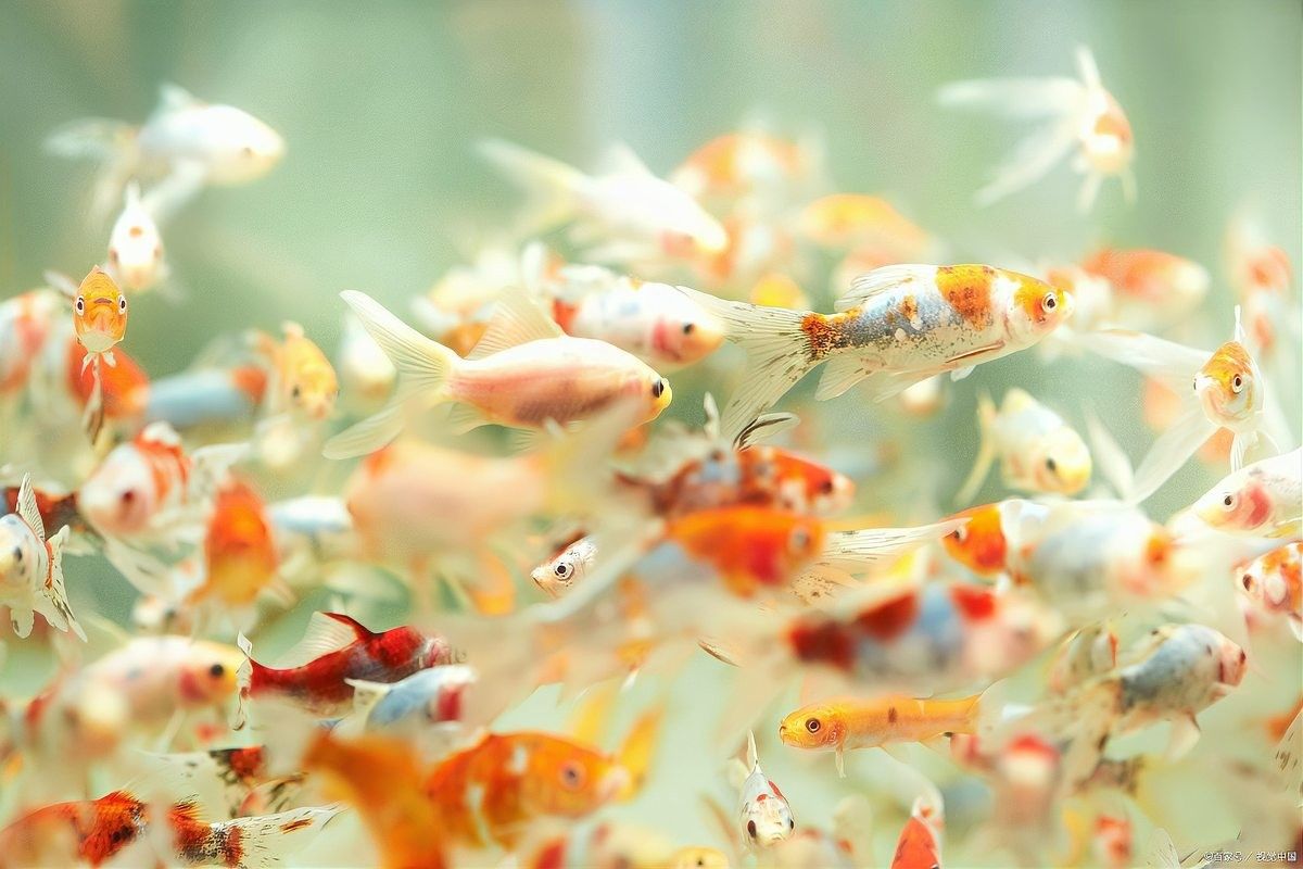 如何判斷金龍魚魚卵是否受精？（如何判斷金龍魚卵是否受精）