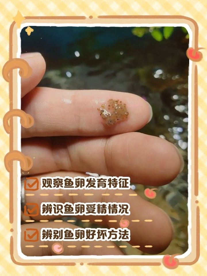 如何判斷金龍魚魚卵是否受精？（如何判斷金龍魚卵是否受精）