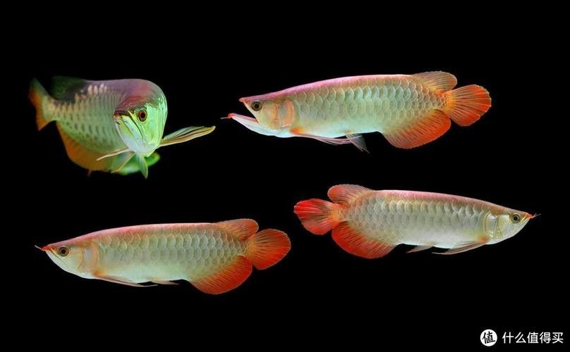 古典黑底金龍魚有哪些等級？（古典黑底金龍魚的等級）