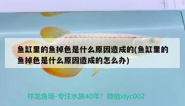 魚缸里的魚掉色是什么原因造成的(魚缸里的魚掉色是什么原因造成的怎么辦)（魚缸里的魚掉色怎么辦）