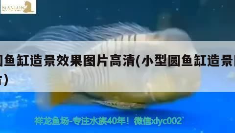 最小的龍魚品種排名（ 體型最小的龍魚）（體型最小的龍魚品種排名，最小的龍魚品種排名，月光魚又稱花斑劍尾魚）