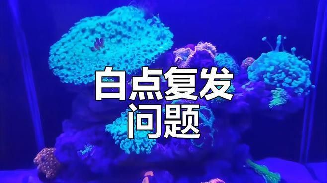 金龍魚白點病會復發嗎（金龍魚白點病怎么治最快） 金龍魚白點病會復發嗎（金龍魚白點病怎么治最快） 龍魚百科 第2張