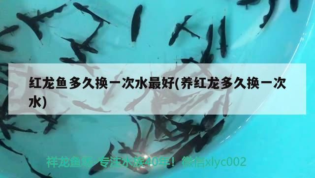 紅龍魚多久換一次水最好(養紅龍多久換一次水)（養紅龍魚多久換一次水最好）