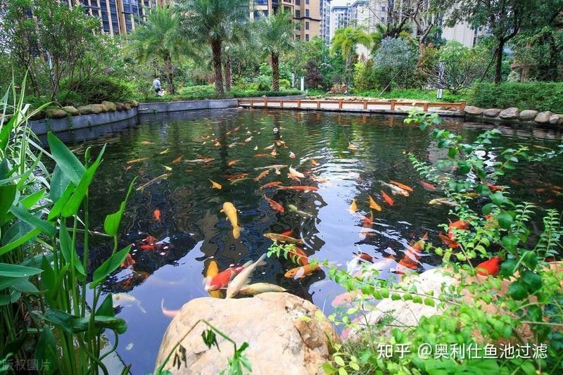 龍魚充血多久會死（龍魚充血怎么辦）