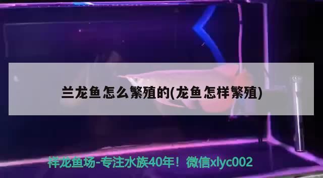 蘭龍魚怎么繁殖的(龍魚怎樣繁殖)（蘭龍魚怎么繁殖）