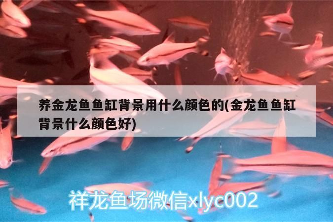 養金龍魚魚缸背景用什么顏色的(金龍魚魚缸背景什么顏色好)（養金龍魚魚缸背景用什么顏色的）
