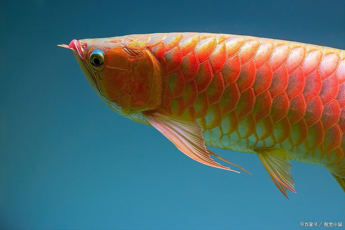 如何保養和清潔玉龍魚？（帝龍漁業|養魚指南|養魚指南）