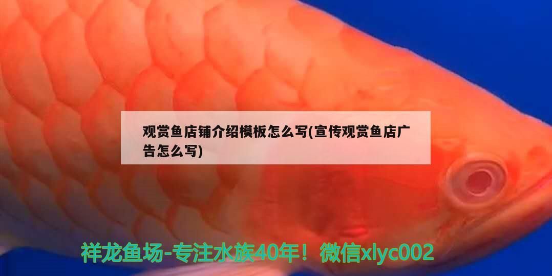 觀賞魚店鋪介紹模板怎么寫(宣傳觀賞魚店廣告怎么寫)（日本觀賞魚店鋪介紹觀賞魚店鋪介紹：【璀璨水世界）
